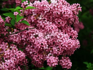 Сирень обыкновенная Пинк Мист (Syringa vulgaris 'Pink Mist')