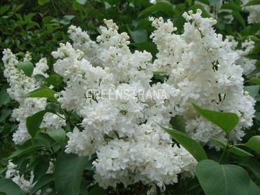 Сирень обыкновенная Жанна д'Арк (Syringa vulgaris 'Jeanne d'Arc')