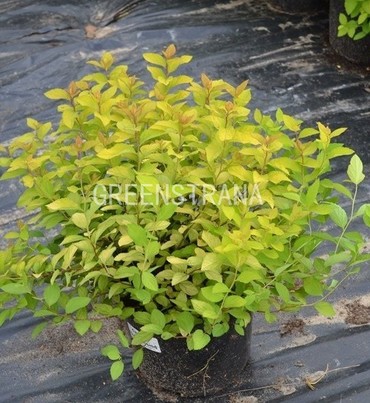Спирея японская Голдмаунд (Spiraea japonica 'Goldmound')