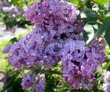 Сирень обыкновенная Мечта (Syringa vulgaris 'Mechta')