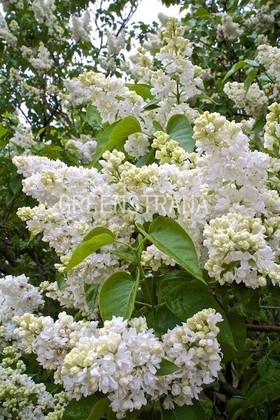 Сирень обыкновенная Мадам Казимир Перье (Syringa vulgaris 'Madame Casimir Perier')