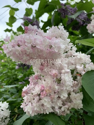 Сирень обыкновенная Жемчужина (Syringa vulgaris 'Zhemchuzhina')