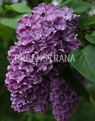 Сирень обыкновенная Жильбер (Syringa vulgaris 'Gilbert')