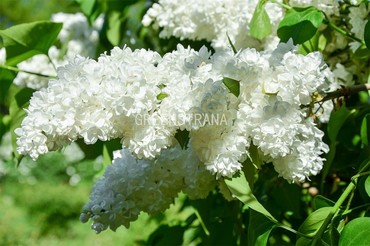 Сирень обыкновенная Защитникам Бреста (Syringa vulgaris 'Zashchitnikam Bresta')