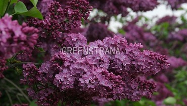 Сирень обыкновенная Зорька Венера (Syringa vulgaris 'Zorka Venera')