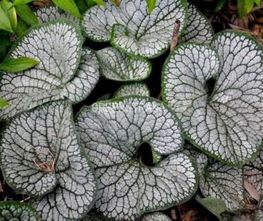 Бруннера крупнолистная Си Харт (Brunnera macrophylla 'Sea Heart')