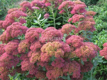 Очиток видный (Hylotelephium spectabile)