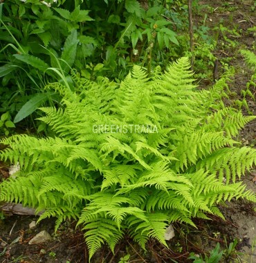 Кочедыжник женский (Athyrium filix-femina)