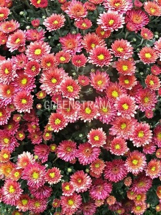 Хризантема корейская Хеба (Chrysanthemum × hortorum 'Hebe')