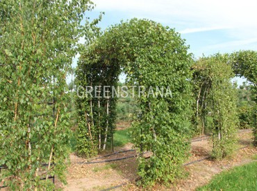 Береза повислая Юнги (Betula pendula 'Youngii')