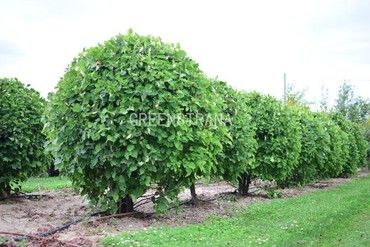 Боярышник крупноколючковый (Crataegus macracantha)