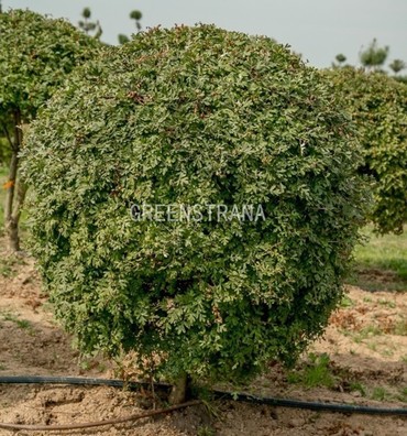 Боярышник сливолистный (Crataegus x prunifolia)
