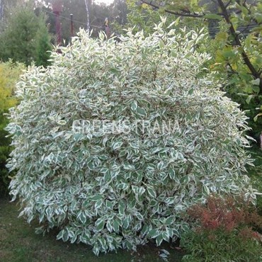 Дерен белый Сибирика Вариегата (Cornus alba 'Sibirica Variegata')