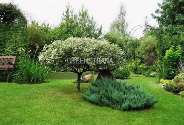 Дерен белый Кессельринги (Cornus alba 'Kesselringii')