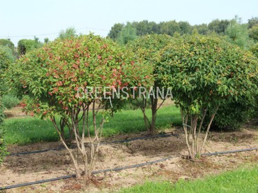 Клен татарский (Acer tataricum)