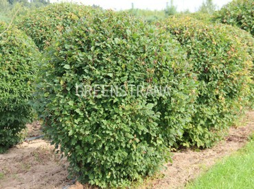 Клен татарский (Acer tataricum)