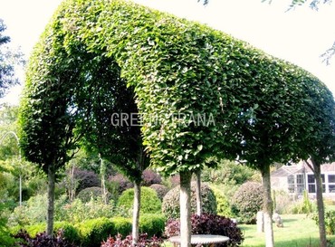 Липа мелколистная (Tilia cordata)