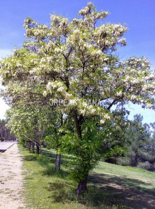 Акация белая Робиния (Robinia pseudoacacia)