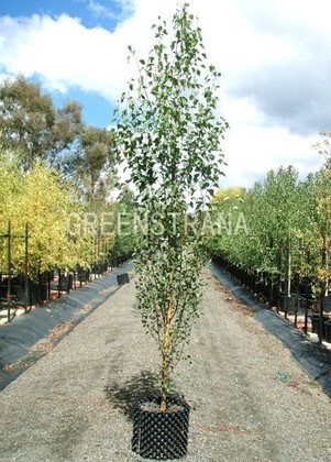 Береза повислая Обелиск (Betula pendula 'Obelisk')