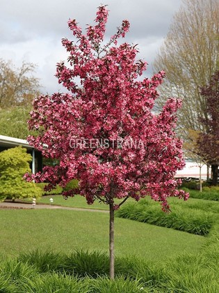 Яблоня гибридная Роялти (Malus x hybrida 'Royalty')