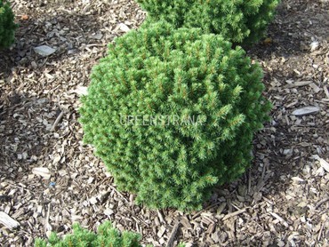 Ель канадская (Picea glauca)