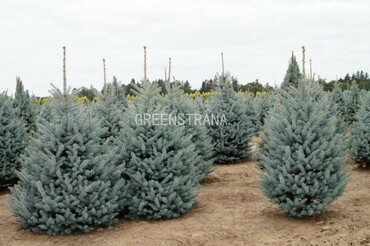 Ель колючая голубая Глаука (Picea pungens 'Glauca')