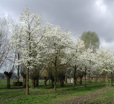 Магнолия Кобус (Magnolia kobus)