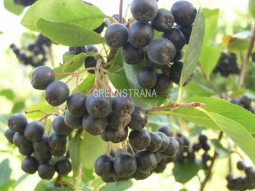 Рябина черноплодная Неро (Aronia melanocarpa 'Nero')