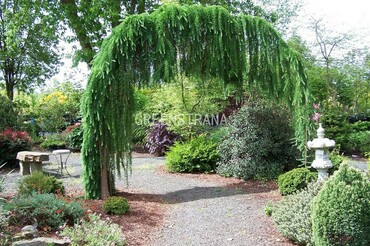 Лиственница европейская (Larix decidua)