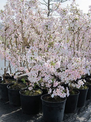 Вишня вырезанная Коджо-но-май (Prunus incisa 'Kojou-no-mai')