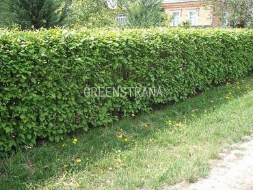 Боярышник сливолистный (Crataegus x prunifolia)