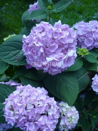 Гортензия крупнолистная Эндлесс Саммер Блумстар (Hydrangea macrophylla 'Endless Summer Bloomstar') (голубая)