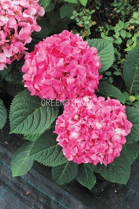Гортензия крупнолистная Эндлесс Саммер Блумстар (Hydrangea macrophylla 'Endless Summer Bloomstar') (розовая)