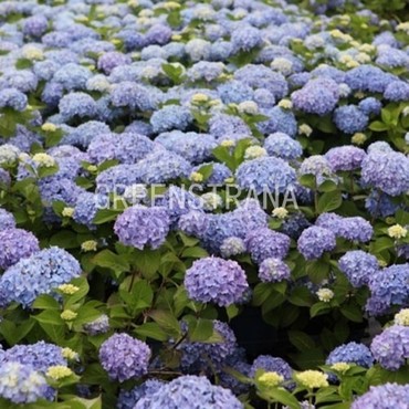 Гортензия крупнолистная Эндлесс Саммер Ориджинал (Hydrangea macrophylla 'Endless Summer Original') (голубая)