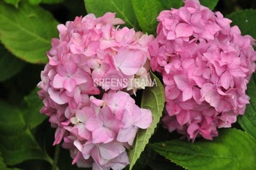 Гортензия крупнолистная Эндлесс Саммер Ориджинал (Hydrangea macrophylla 'Endless Summer Original') (розовая)