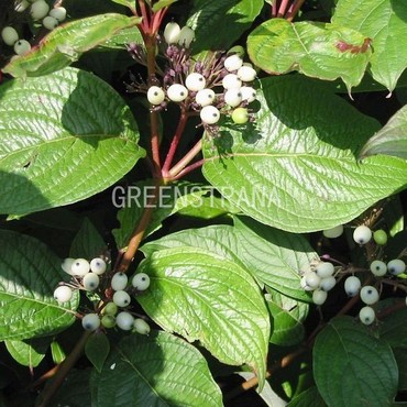 Дерен белый Сибириан Перлс (Cornus alba 'Siberian Pearls')