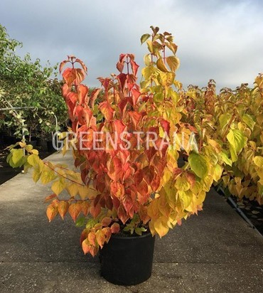 Дерен кроваво-красный Мэджик Флейм (Cornus sanguinea 'Magic Flame')