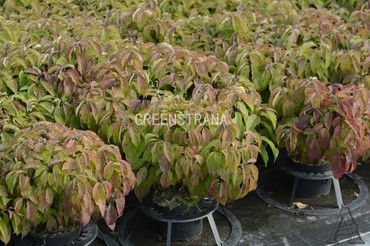 Дерен отпрысковый Келси (Cornus stolonifera 'Kelseyi')