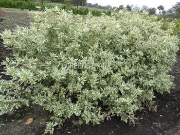 Дерен отпрысковый Вайт Голд (Cornus stolonifera 'White Gold')