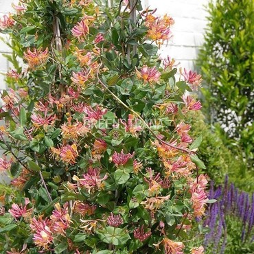 Жимолость Хекрота Голд Флейм (Lonicera x heckrottii 'Gold Flame')