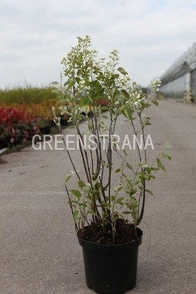 Ирга круглолистная (Amelanchier ovalis)