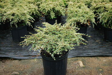 Кизильник горизонтальный Вариегатус (Cotoneaster horizontalis 'Variegatus')