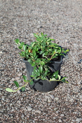 Кизильник Даммера Майор (Cotoneaster dammeri 'Major')