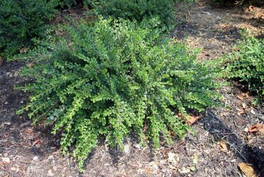 Кизильник лежачий Штрайбс Финдлинг (Cotoneaster procumbens 'Streib's Findling')
