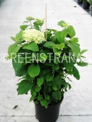 Гортензия древовидная Аннабель (Hydrangea arborescens 'Annabelle')