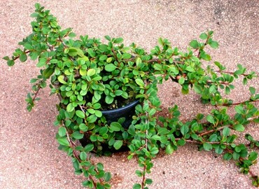 Кизильник прижатый Литтл Джем (Cotoneaster adpressus 'Little Gem')