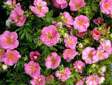 Лапчатка кустарниковая Пинк Квин (Potentilla fruticosa 'Pink Queen')