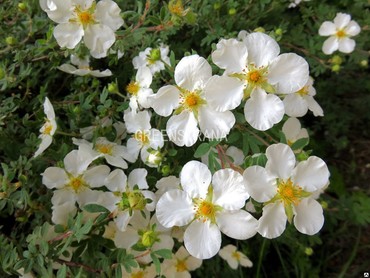Лапчатка кустарниковая Сноуфлейк (Potentilla fruticosa 'Snowflake')