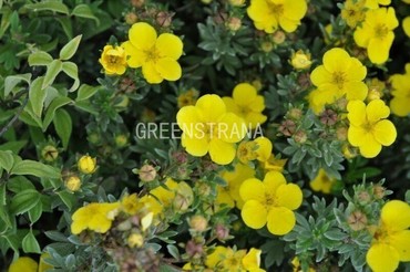 Лапчатка кустарниковая Зоммерфлор (Potentilla fruticosa 'Sommerflor')