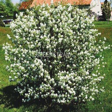 Ирга овальнолистная (Amelanchier ovalis)